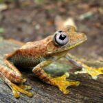 Hypsiboas-microderma_Mueses-Cisneros-copia