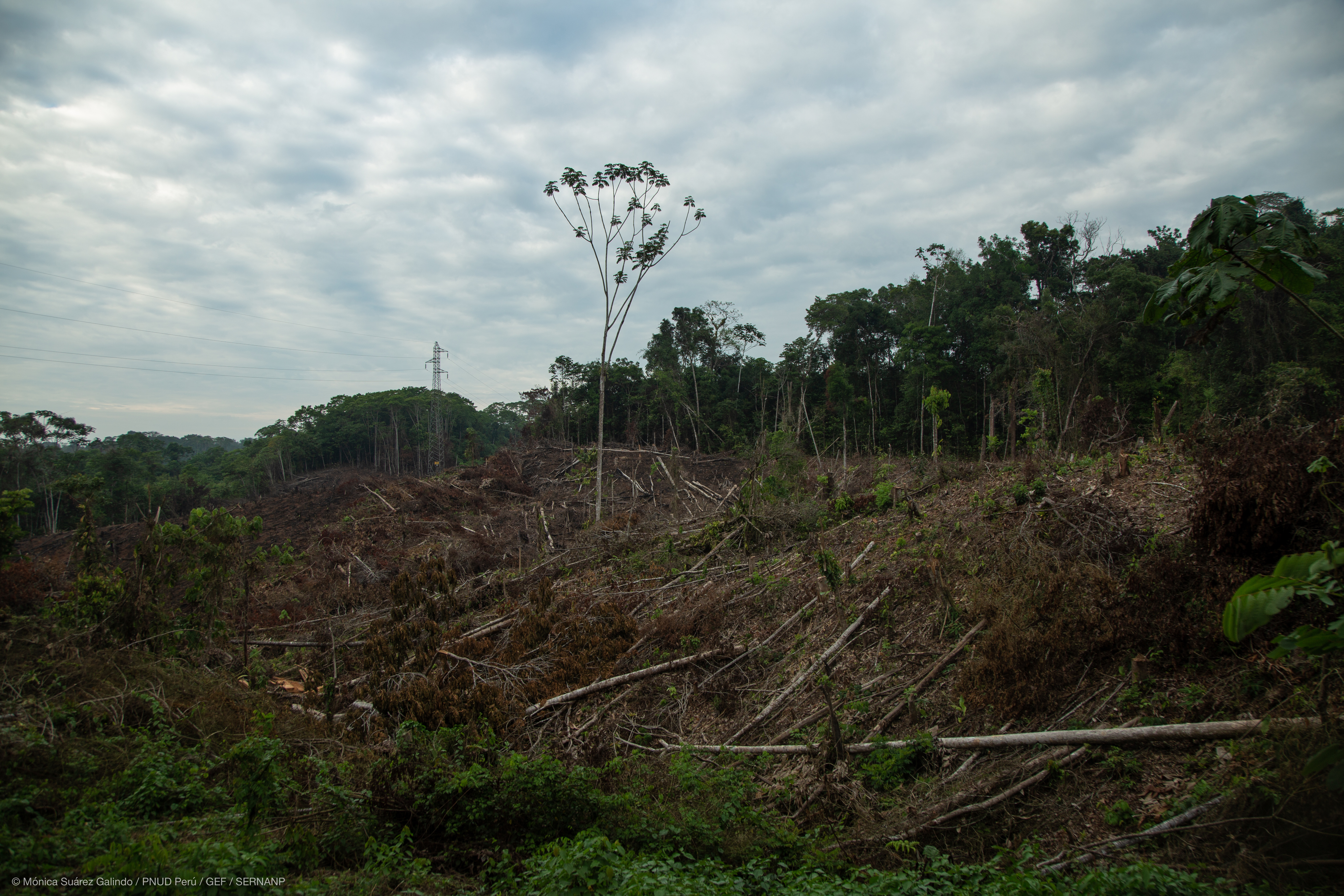 Deforestación camino a Puerto Bermudez en Pasco